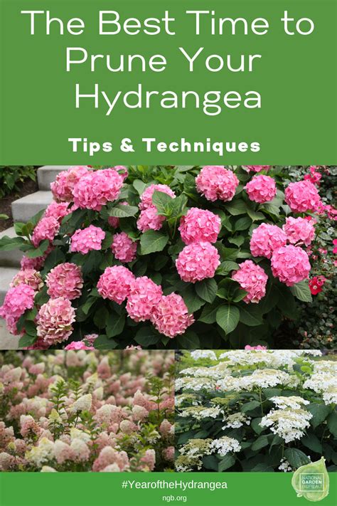Enhancing Your Outdoor Space with Mavical Rhapsody Hydrangea